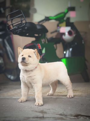 Chó Mông Cộc Trắng Kem Lưỡi Đốm Nhiều Chuẩn Giống