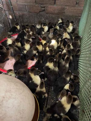 Bán vịt xiêm giống. Mua bán Đồ chuyên dụng, Giống nuôi trồng tại Thành phố Dĩ An Bình Dương được đăng bởi Cỏ Dại 