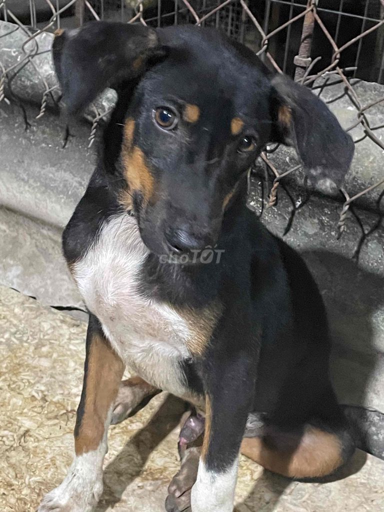 chó săn có xoáy lưng do. Mua bán Chó tại Huyện Long Thành Đồng Nai được đăng bởi Nguyễn Quang Trực hình 2