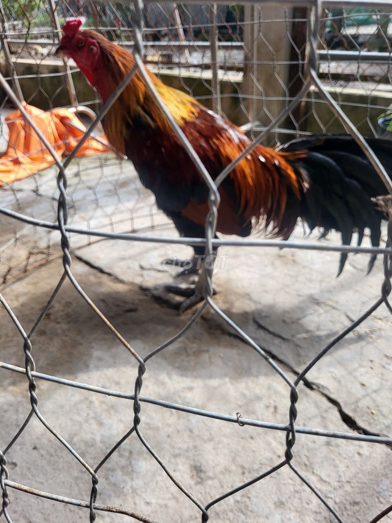 Nghỉ nuôi thành lý nọc 3k950