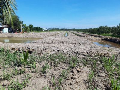 Đất lua. Cho thuê đất tại Huyện Mang Thít Vĩnh Long được đăng bởi Nguyễn Chí Trung 