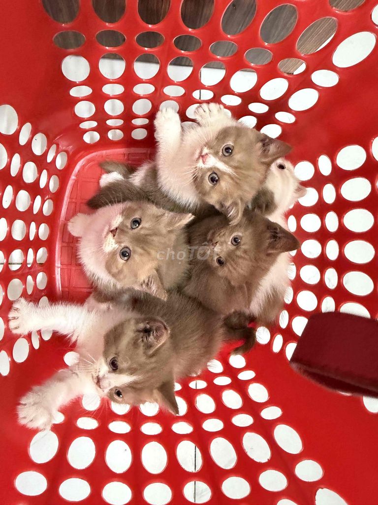 Mèo Bicin nhà trồng. Mua bán Mèo tại Quận Bình Thạnh Tp Hồ Chí Minh được đăng bởi Băng Tâm hình 1