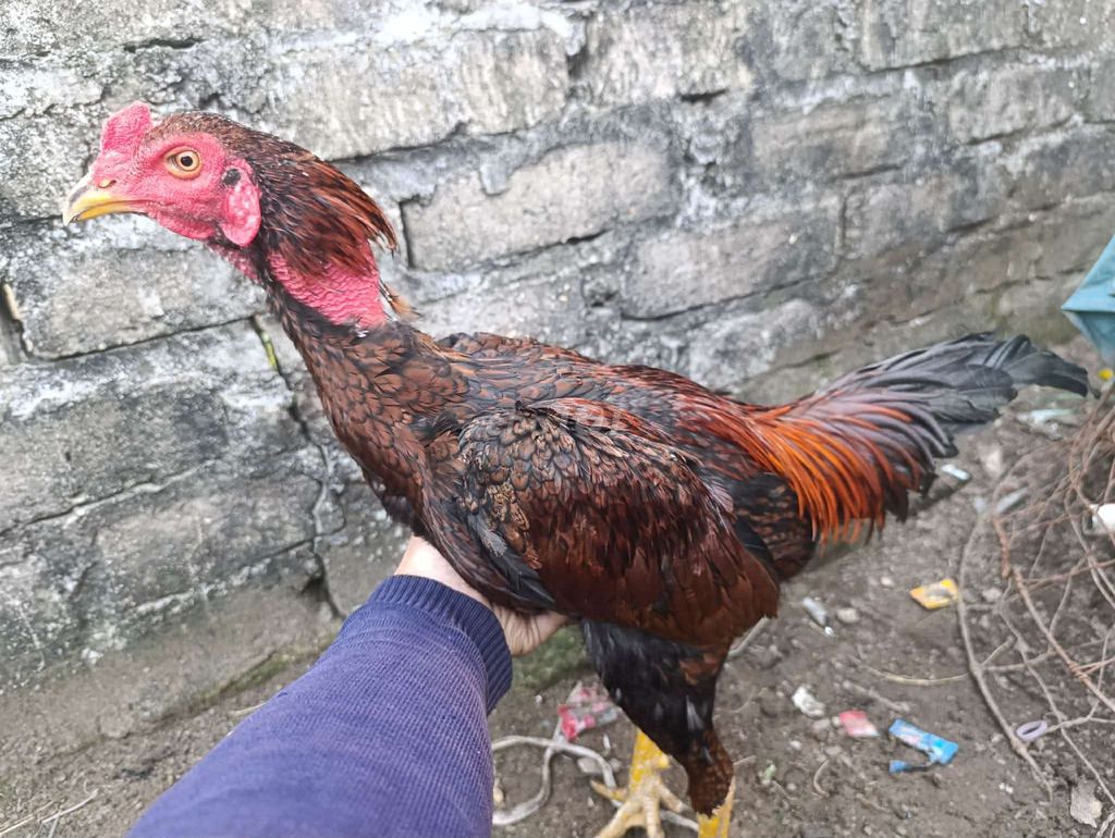 Gà tía bịp. Mua bán Gà tại Huyện Bình Giang Hải Dương được đăng bởi khanh hình 1