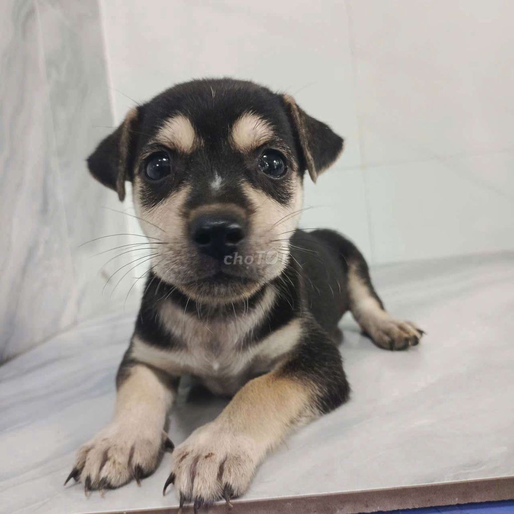 Chó Lạp xưởng lai chân lùn khôn lanh dễ nuôi. Mua bán Chó tại Quận 6 Tp Hồ Chí Minh được đăng bởi Tăng Chí Lương  hình 1