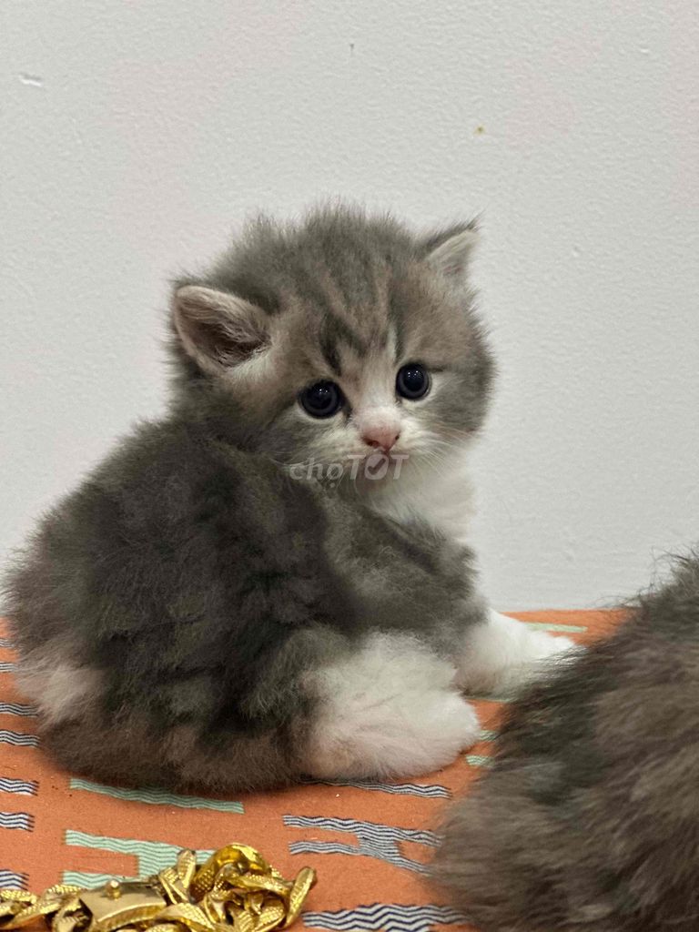 mình cần gã mấy bé mèo con chân dài và chân ngắn. Mua bán Mèo tại Quận 7 Tp Hồ Chí Minh được đăng bởi Bu Jolie hình 2