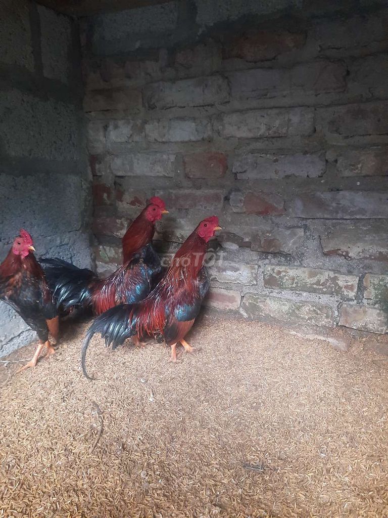 Gà bắc tía chân vàng. Mua bán Gà tại Huyện Văn Giang Hưng Yên được đăng bởi Cường Cương Cứng hình 1
