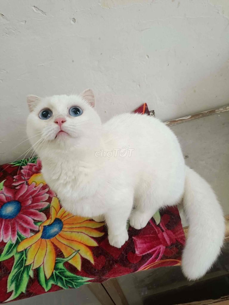 Bé mèo trắng mắt xanh tai cụp và chân ngắn. Mua bán Mèo tại Quận Hai Bà Trưng Hà Nội được đăng bởi Ngọc  hình 1