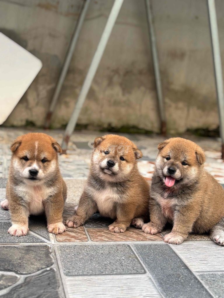 Chó Shiba Inu con Nâu vàng. Mua bán Chó tại Thành phố Thuận An Bình Dương được đăng bởi Anh Túc Nguyễn hình 1