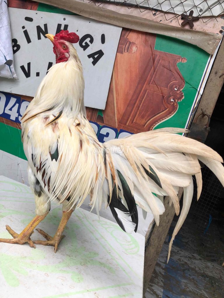 siu mỷ 2k5 tay tốt còn lên. Mua bán Gà tại Quận Bình Thuỷ Cần Thơ được đăng bởi bìnhbibobibobibo hình 1