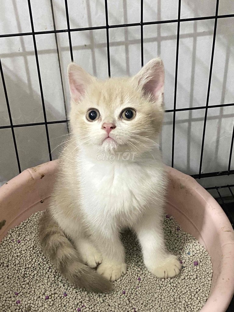 Mèo ALN 2 tháng tuổi. Mua bán Mèo tại Quận Bắc Từ Liêm Hà Nội được đăng bởi Linh hình 1