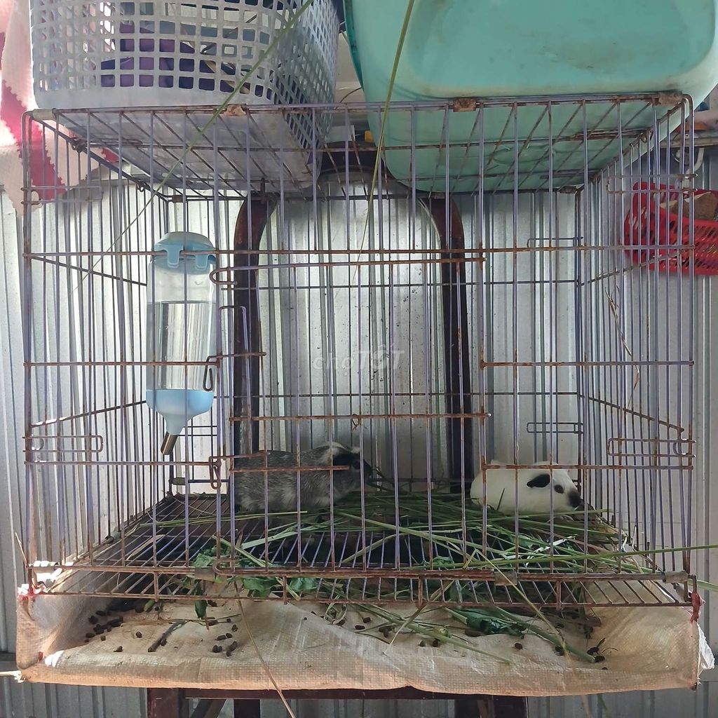 Lồng thú cưng kim loại màu xám. Mua bán Phụ kiện, Thức ăn, Dịch vụ tại Huyện Cần Giuộc Long An được đăng bởi Ngọc Quỳnh hình 1