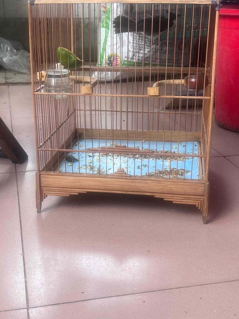 Chim chào mào trống. Mua bán Chim tại Quận 6 Tp Hồ Chí Minh được đăng bởi Letuankhang hình 1