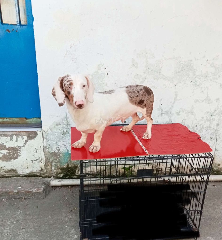 Lạp xưởng đực Trắng đốm nâu. Mua bán Chó tại Quận 12 Tp Hồ Chí Minh được đăng bởi tý hình 1
