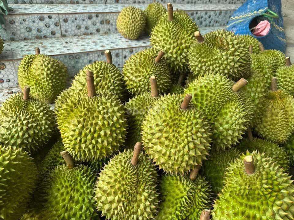 Sầu riêng Ri6 chín vườn nhà Bến Tre. Mua bán Đồ ăn, thực phẩm và các loại khác tại Huyện Bình Chánh Tp Hồ Chí Minh được đăng bởi Nhật Khoa hình 4