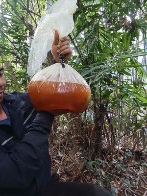 BÁN MẬT ONG RỪNG THIÊN NHIÊN. Mua bán Đồ ăn, thực phẩm và các loại khác tại Quận 12 Tp Hồ Chí Minh được đăng bởi Hường bđs 