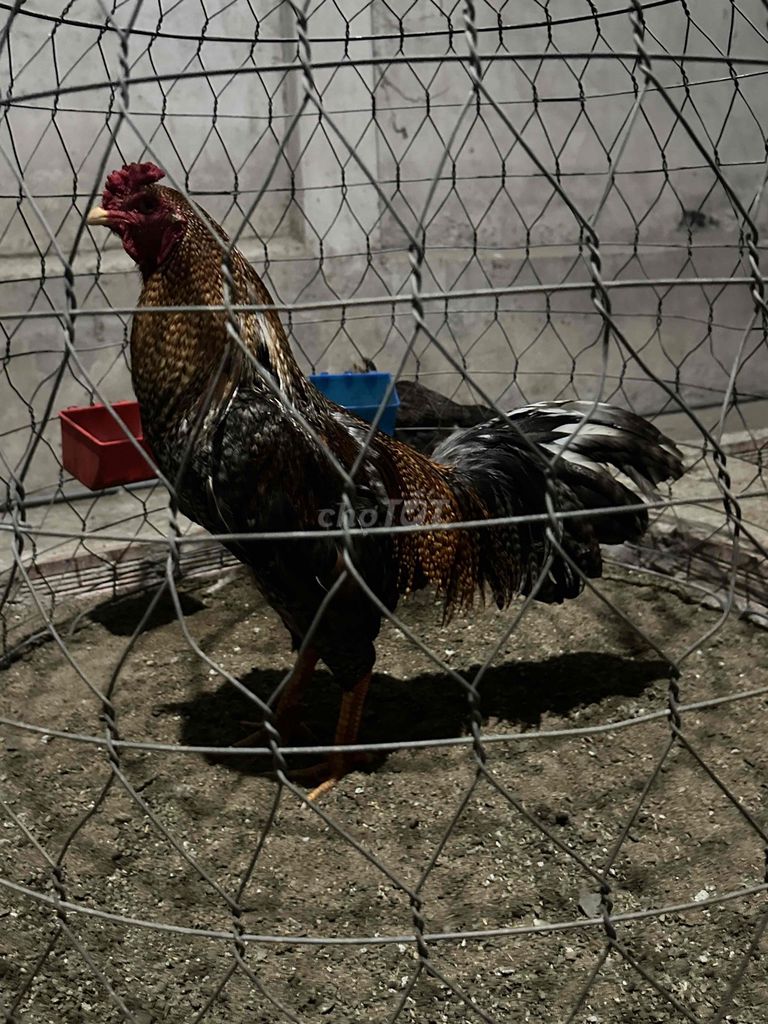Gà chọi Đực Nâu đen. Mua bán Gà tại Huyện Gò Công Tây Tiền Giang được đăng bởi Nhứt  hình 1