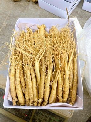 sâm tươi hầm gà.. Mua bán Đồ ăn, thực phẩm và các loại khác tại Quận Hà Đông Hà Nội được đăng bởi thu Huệ 