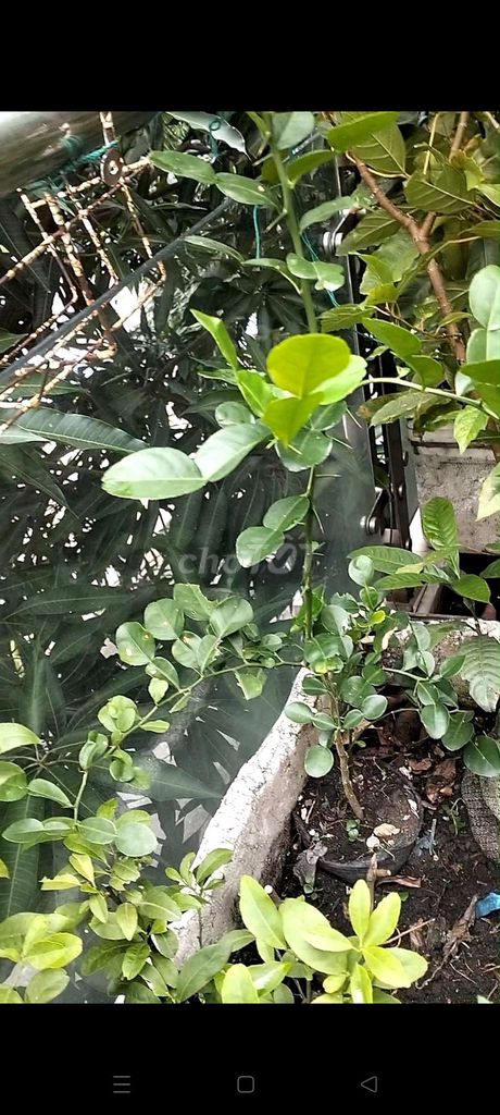 Chanh Thái 1 mét Trồng chậu/ngoài đất. Mua bán Cây cảnh, đồ trang trí tại Quận Tân Bình Tp Hồ Chí Minh được đăng bởi Pham Đinh Duyên hình 1