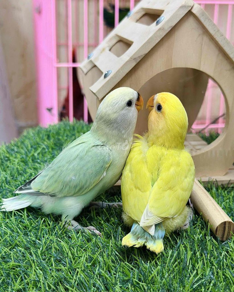 Chim cảnh Xanh Vàng Cả hai. Mua bán Chim tại Quận 5 Tp Hồ Chí Minh được đăng bởi Nguyễn Ngoc Tuấn hình 1