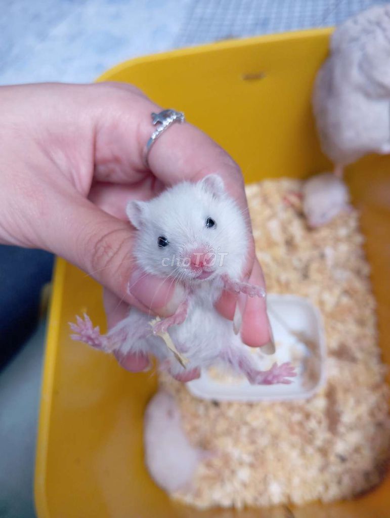 Hamster bear baby đã biết ăn