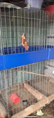 ko con nhu cầu nuôi nữa cần chia rẽ lại cho ae. Mua bán Phụ kiện, Thức ăn, Dịch vụ tại Huyện Bình Chánh Tp Hồ Chí Minh được đăng bởi A phong 