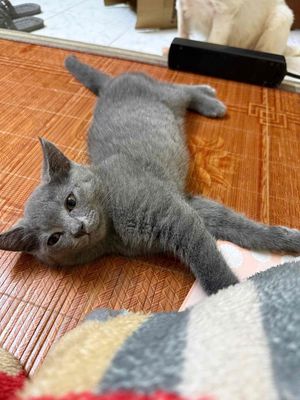 Mèo Anh lông ngắn lai Xám 2 tháng