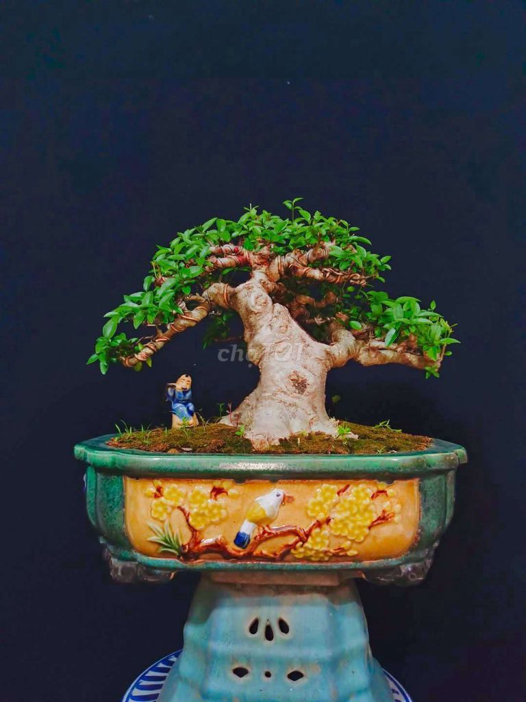 Cây Mai Chiếu Thủy bonsai