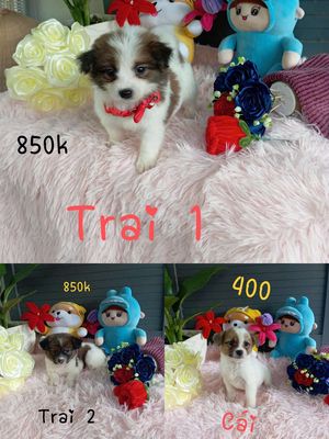 Chó con Nhật xù đực,cái  2 tháng