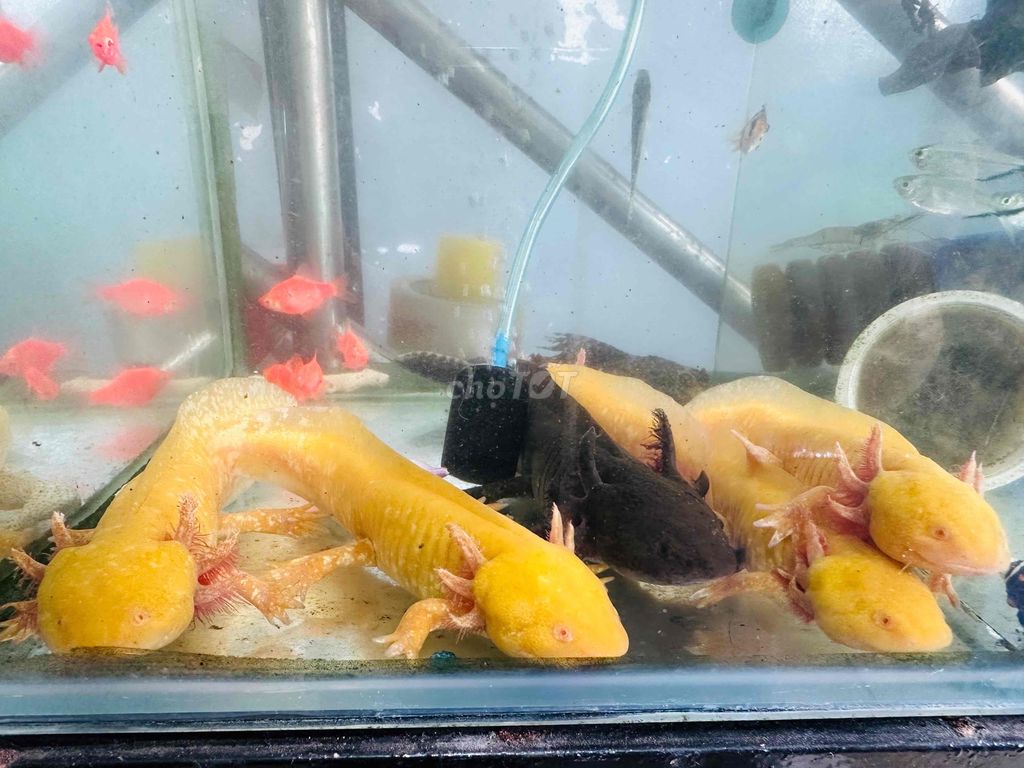 Cá Khủng Long 6 Sừng ( Axolotl Kỳ Nhông )-1 con