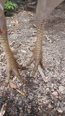 Bướm 2kg9. Mua bán Gà tại Quận 12 Tp Hồ Chí Minh được đăng bởi Luong hoang nghia