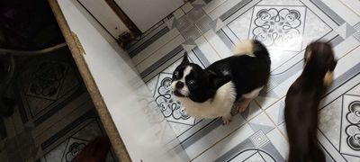 Chihuahua đực lông dài nhận phối. Mua bán Chó tại Quận Bình Thạnh Tp Hồ Chí Minh được đăng bởi  Hải