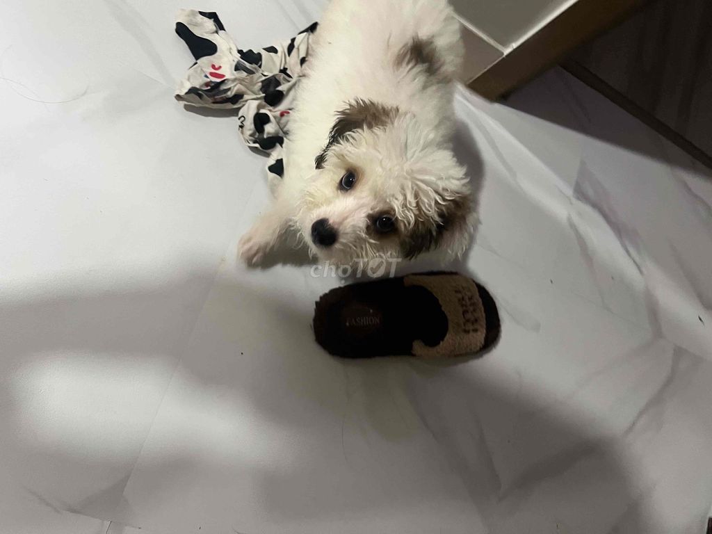 Chó Poodle. Mua bán Chó tại Quận Gò Vấp Tp Hồ Chí Minh được đăng bởi cưng hình 1
