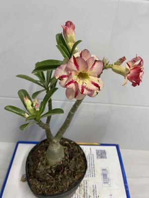 hoa sứ hạt. Mua bán Cây cảnh, đồ trang trí tại Quận 4 Tp Hồ Chí Minh được đăng bởi Nga Trần
