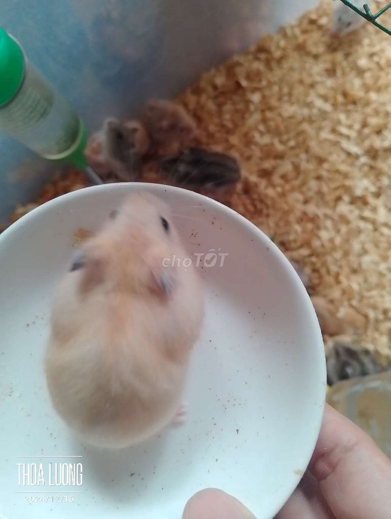 Hamster siêu dễ thương