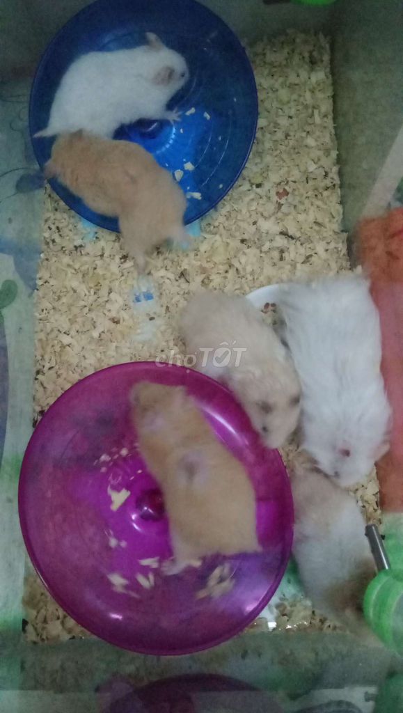 7 Chuột Hamster Bear tạng to. Mua bán Thú cưng khác tại Thành phố Thủ Đức Tp Hồ Chí Minh được đăng bởi Thanh Tam hình 1
