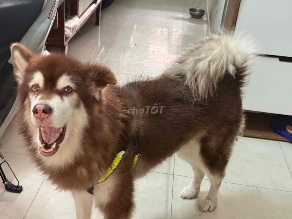 Chó Alaska Cái 4 tuổi Nâu trắng. Mua bán Chó tại Quận 6 Tp Hồ Chí Minh được đăng bởi Phòng Trọ Cô Trân Q6 hình 1