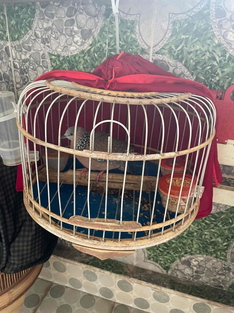 Chim cu gáy trống Xám đã thuần. Mua bán Chim tại Quận Long Biên Hà Nội được đăng bởi Hải hình 1