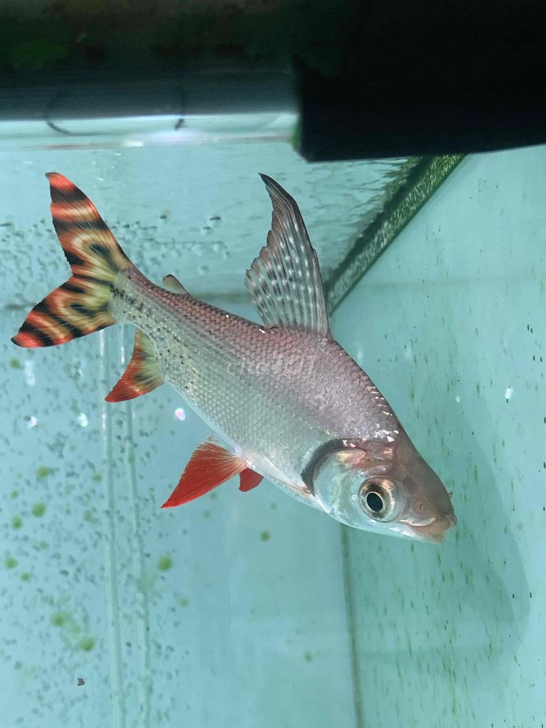 phi phụng đuôi đỏ u16-17. Mua bán Thú cưng khác tại Thành phố Thủ Đức Tp Hồ Chí Minh được đăng bởi Hiếu hình 1