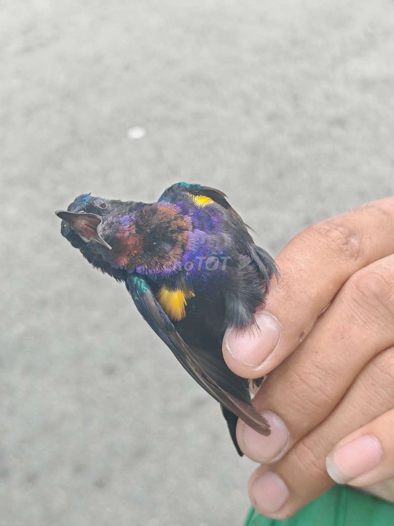 Tía Ô. Mua bán Chim tại Quận 7 Tp Hồ Chí Minh được đăng bởi Hải ĐĂNG hình 1