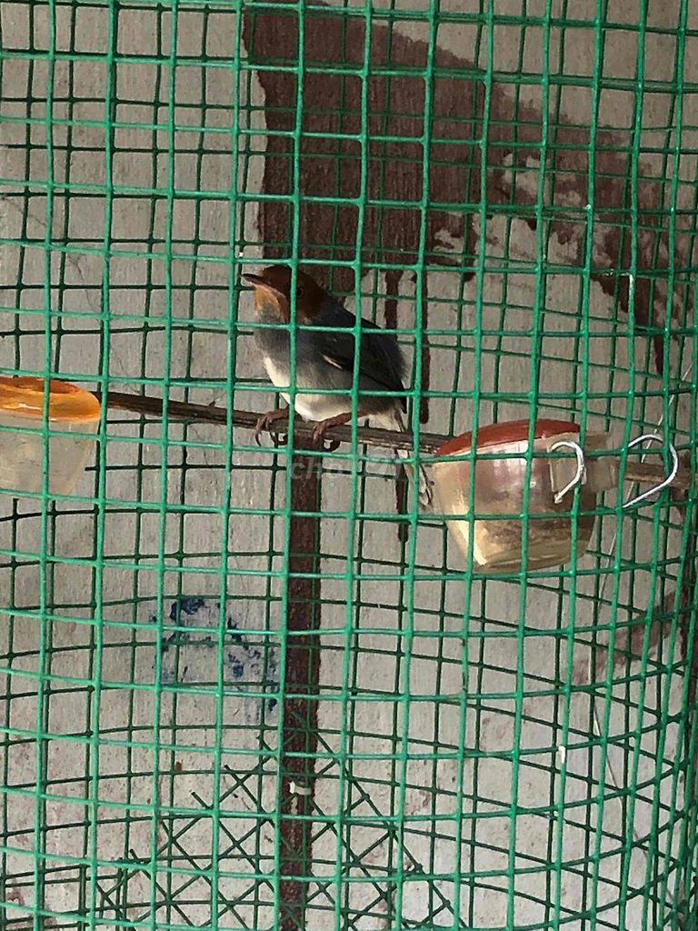 Chim chào mào màu Đỏ, Xám. Mua bán Chim tại Quận Bình Tân Tp Hồ Chí Minh được đăng bởi Hà Vy hình 1