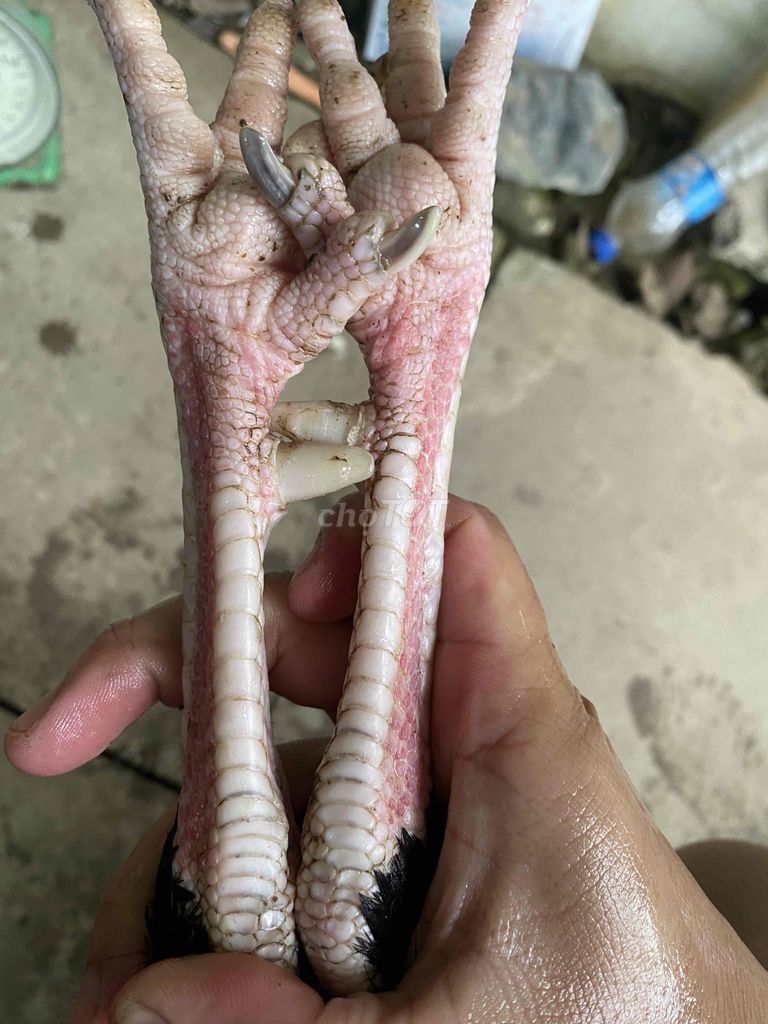 điều 3.1kg tay pin. tin còn gà còn