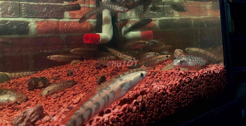 Cá lóc red U10-12-14 sọc đỏ đậm Lựa thoải mái. Mua bán Thú cưng khác tại Quận Bình Tân Tp Hồ Chí Minh được đăng bởi Mê Cá hình 1