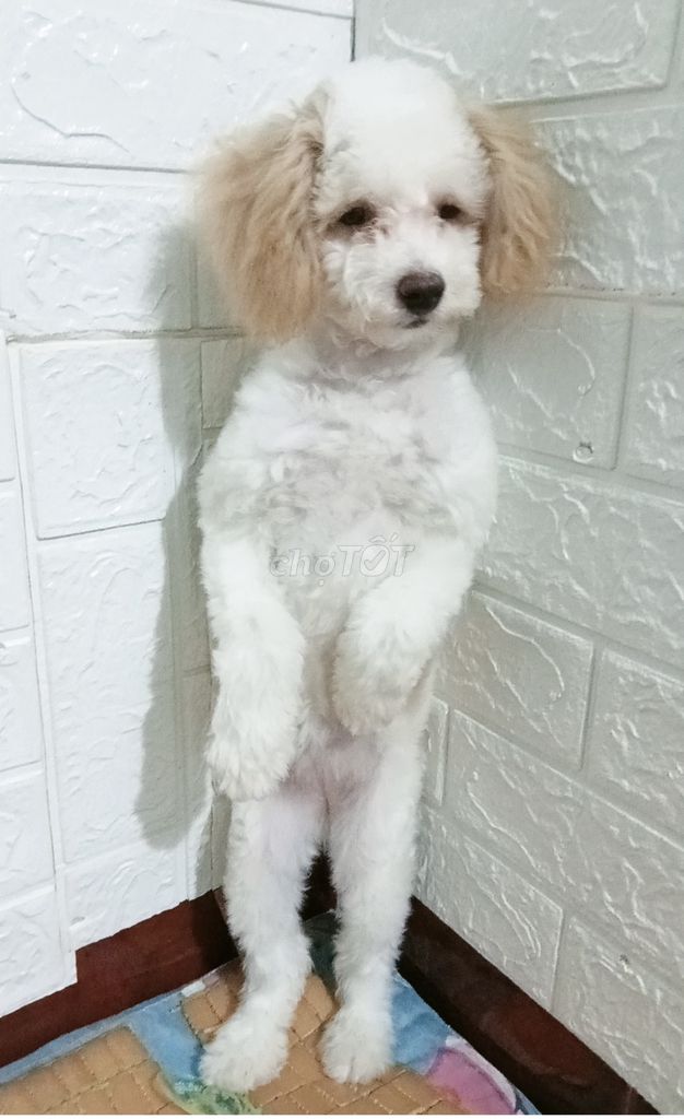 Chó Poodle cái 2 tuổi. Mua bán Chó tại Thành phố Chí Linh Hải Dương được đăng bởi lam huan hình 1