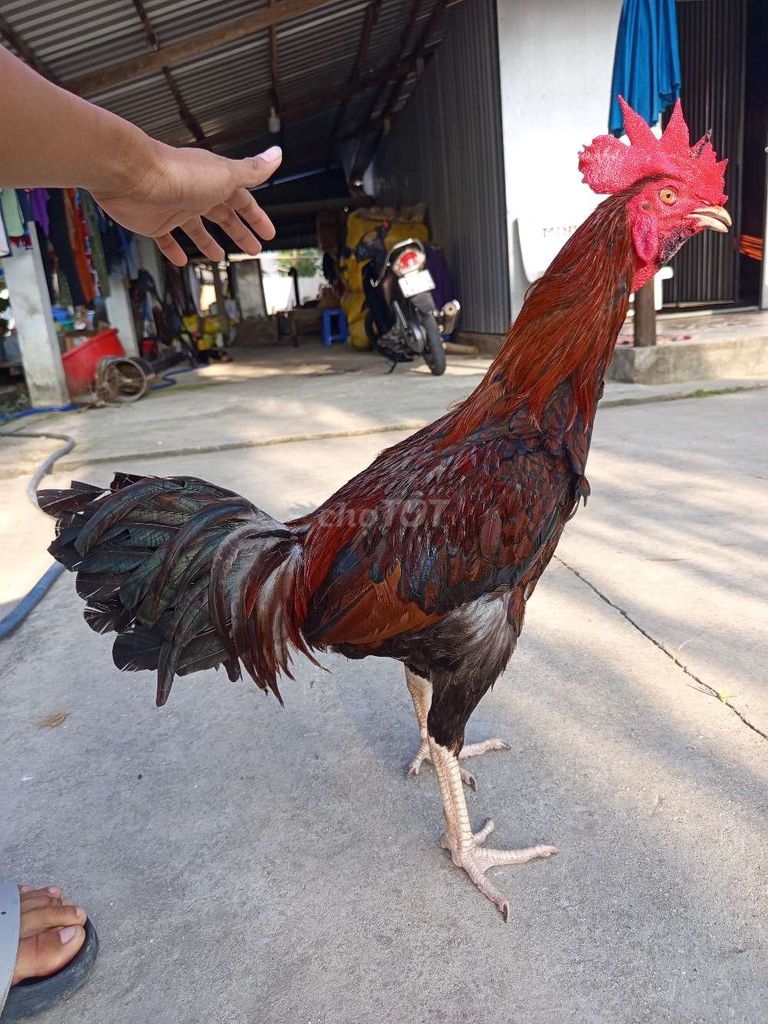 khét 2k550. Mua bán Gà tại Huyện Mỹ Tú Sóc Trăng được đăng bởi Hiệp hình 1