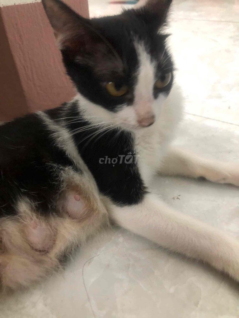 Mèo ta lai tuxedo. Mua bán Mèo tại Huyện Hoài Đức Hà Nội được đăng bởi đạt Thanh hình 1
