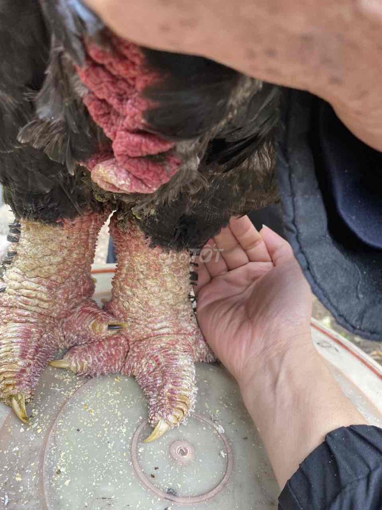 Gà Đông Tảo 4.5-5kg Đen Đỏ. Mua bán Gà tại Huyện Khoái Châu Hưng Yên được đăng bởi Minh Châu hình 1