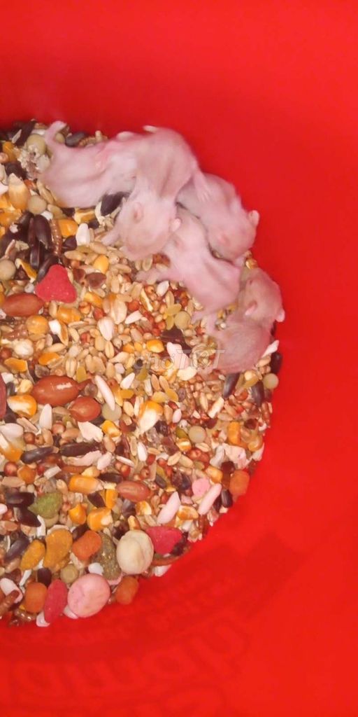 Chuột Hamster Trắng Nâu Khỏe Mạnh Mới Sinh. Mua bán Thú cưng khác tại Huyện Nam Giang Quảng Nam được đăng bởi Nguyễn Văn Minh hình 1
