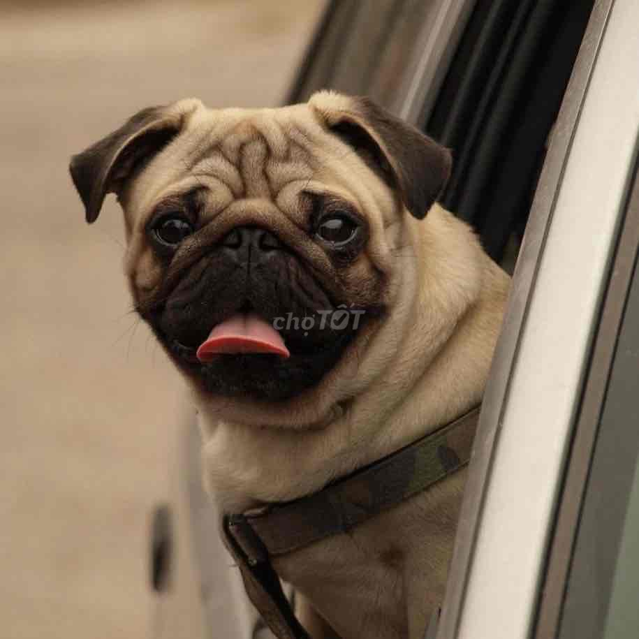 Chó Pug Nâu vàng Thân thiện. đang bầu. Mua bán Chó tại Thành phố Bến Tre Bến Tre được đăng bởi bm hình 1