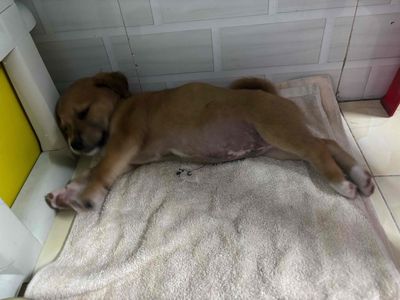 Chó cỏ lai nhật