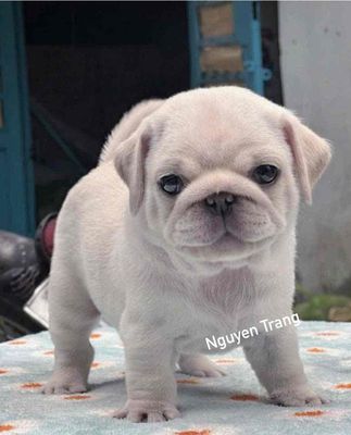Chó Pug trắng
